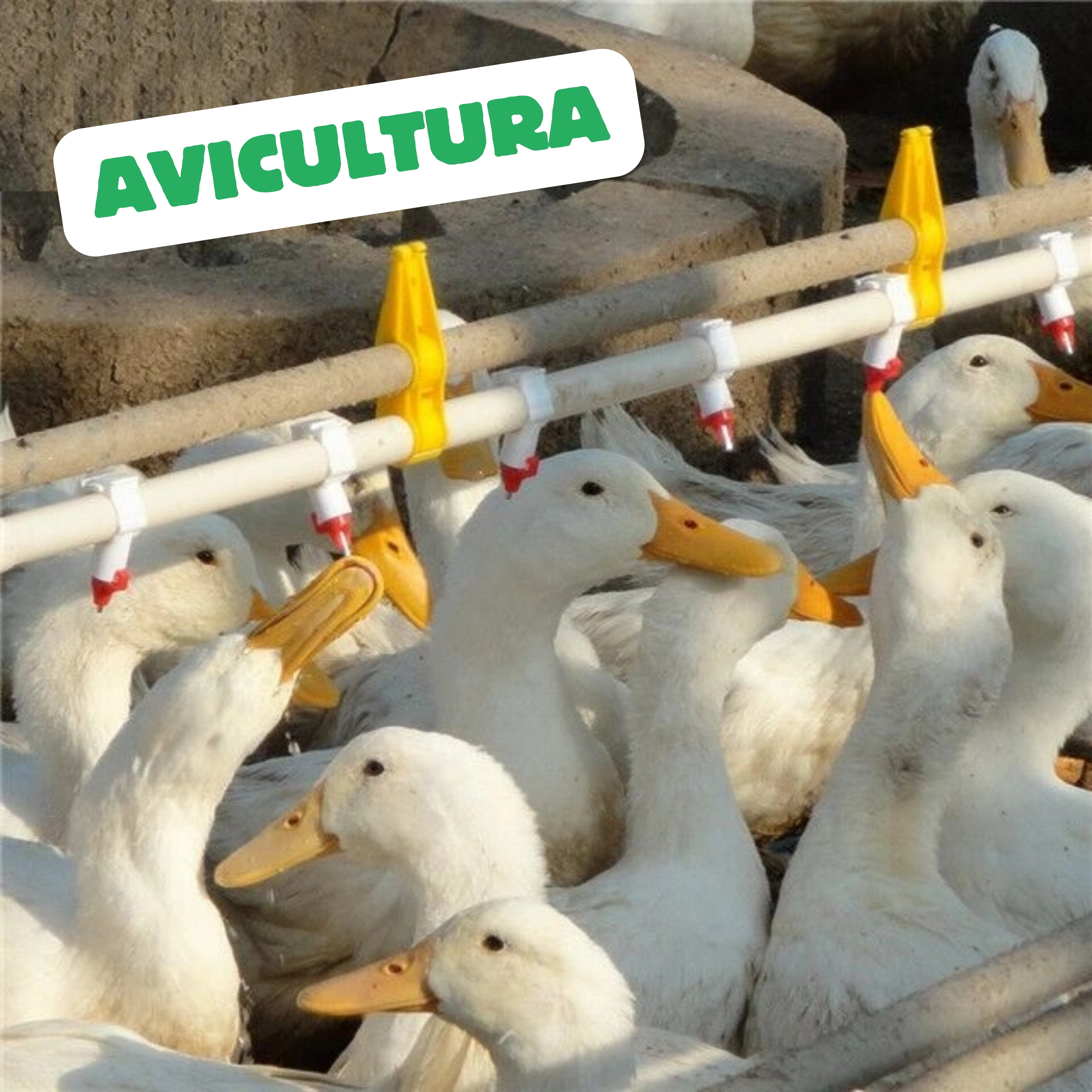 Avicultura Image 3